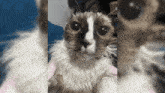 a close up of a cat 's face is displayed on a screen that says meme bank