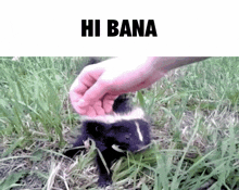 Hi Bana Gatov GIF - Hi Bana Gatov Skunk GIFs