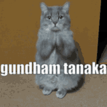Gundham Gundham Tanaka GIF - Gundham Gundham Tanaka Kitten GIFs