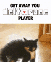 a black and white cat is standing on a wooden floor next to a sign that says get away you delta rune player .
