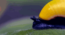 I See You GIF - Nature Painted Snail Snail GIFs