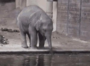 Funny Animals Elephant GIF - Funny Animals Elephant Drink - Discover &  Share GIFs