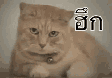 แมวง้อ ร้องไห้ ฮึก GIF - Cat Guilty Tears GIFs
