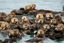 Otters Cute GIF - Otters Cute Wave GIFs