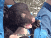 a person holding a baby bear with woe is bear written on the bottom right