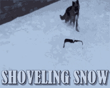 Soveling Snow Funny Animals GIF - Soveling Snow Funny Animals Snow Shovel GIFs