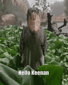 a bird with a large beak is standing in a field of green leaves with the words hello keenan below it