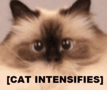 Cute Cat GIF - Cute Cat Cat Intensifies GIFs