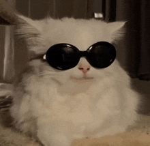 Cat Smile GIF - Cat Smile Sunglasses GIFs