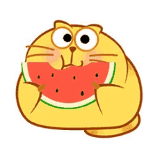 cat eating watermelon nom nom nom kitty cat