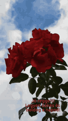 Virág Rózsa Jóreggelt GIF