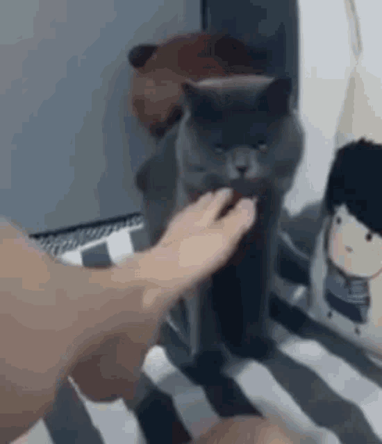 Superfette Katze GIF