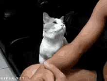 Cat Attention GIF - Cat Attention Loveme GIFs