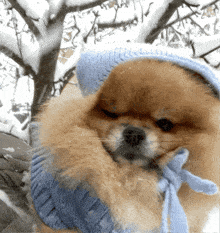 Winter Snow GIF - Winter Snow Puppy GIFs