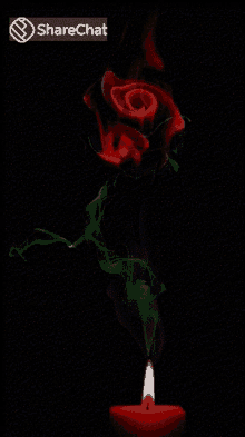 Dancle Rose GIF - Dancle Rose Animation GIFs