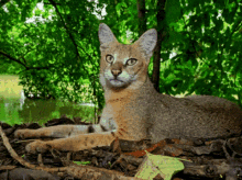 Junjle Jungle GIF - Junjle Jungle Cat GIFs