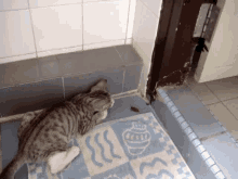 Will Cats Eat Cockroaches GIF - Will Cats Eat Cockroaches GIFs