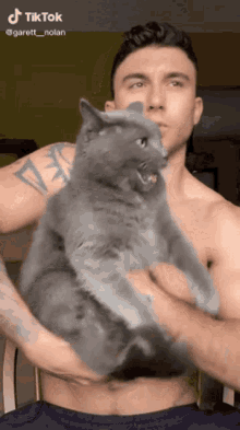 a shirtless man is holding a gray cat with a tiktok watermark on the bottom
