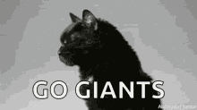 cowboys vs giants cat go giants