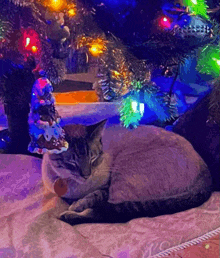 a cat laying under a christmas tree with a gingerbread man ornament on its head