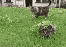 Cat Scare GIF - Cat Scare Jump GIFs