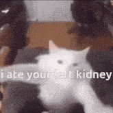 Cat Funny GIF - Cat Funny Kidney GIFs
