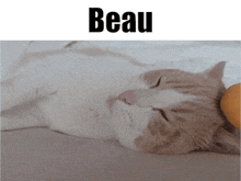 Beau Cat GIF - Beau Cat Poki GIFs