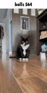 a black and white cat is sitting on a wooden floor with the words balls 564 above it .