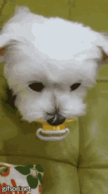 Puppy Dog Eyes Pacifier GIF - Puppy Dog Eyes Pacifier Paci GIFs
