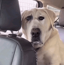 a dog is sitting in the back seat of a car looking out the window