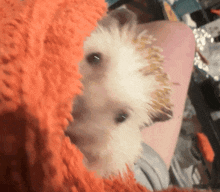 a small white hedgehog is laying on a person 's lap