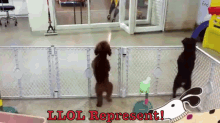 Lovely Ladies Of Los! GIF - Dance Funny Dog GIFs