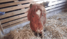 Crazy Ronnypony GIF - Crazy Ronnypony Pony GIFs