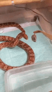 Snake Food GIF