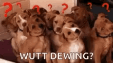 Dogs Confused GIF - Dogs Confused What GIFs
