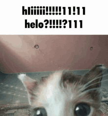 Cat Hello GIF - Cat Hello GIFs