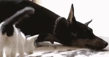 dogs-cats.gif