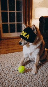 a dog wearing a hat that says dea