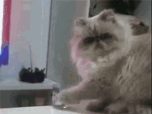 Thug Cat GIF - Thug Cat Incredibugs GIFs