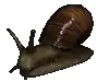 a close up of a snail on a white background