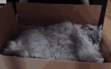 Rexi Smooshed Face GIF