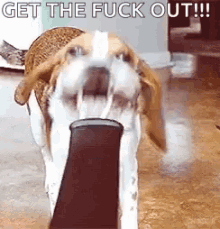 a dog with its mouth open is holding a shoe in its mouth .
