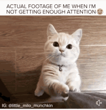 Attention Cat GIF - Attention Cat Milo GIFs