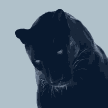 Cute Panther GIF - Cute Panther Stare GIFs