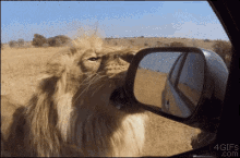 Thanks GIF - Lion Oops GIFs