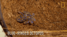 octopus blue