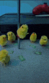 a group of yellow chicks are standing on a concrete floor