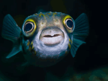 Fish Sea GIF