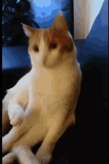 Cat Confused GIF - Cat Confused Shocked GIFs