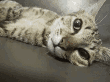 Plutomeaw Cute Cat GIF - Plutomeaw Cute Cat Lick GIFs